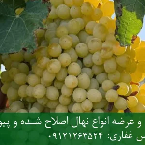 نهال انگور عسکری پایه رویشی + نهال اصلاح‌شده و شناسنامه‌دار