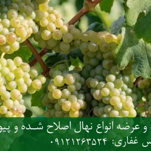نهال انگور فخری پایه رویشی + نهال اصلاح‌شده و شناسنامه‌دار