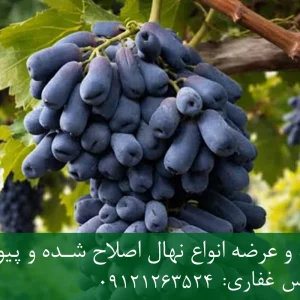 نهال انگور موندراب پایه رویشی + مناسب احداث تاکستان تجاری