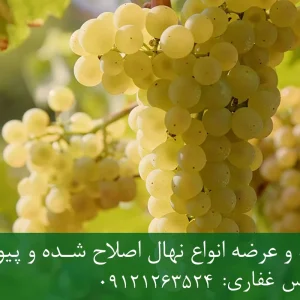 نهال انگور کشمشی پایه رویشی + نهال اصلاح‌شده و شناسنامه‌دار