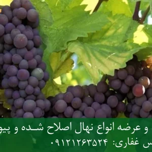نهال انگور یاقوتی پایه رویشی + نهال اصلاح‌شده و شناسنامه‌دار