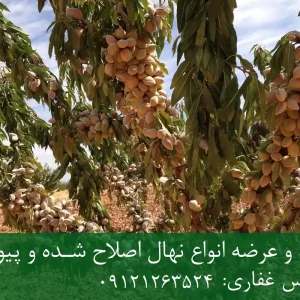 نهال بادام آذر پایه جی اف + مناسب احداث باغ تجاری