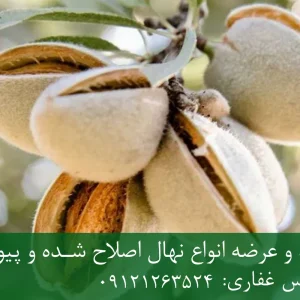 نهال بادام آذر پایه جی ان + ریشه قوی، رشد یکنواخت و باردهی بالا
