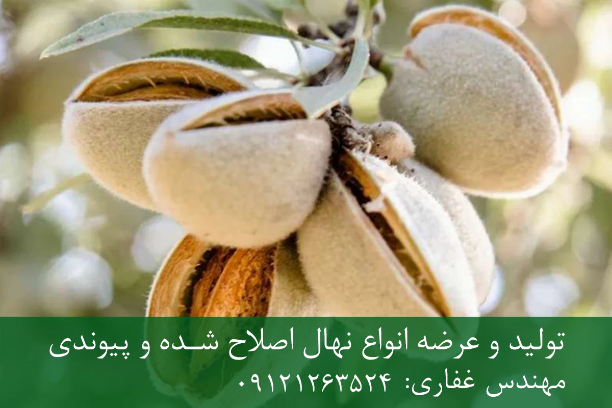 نهال بادام آذر پایه جی ان + ریشه قوی، رشد یکنواخت و باردهی بالا نهال بادام آذر پایه جی ان + ریشه قوی، رشد یکنواخت و باردهی بالا