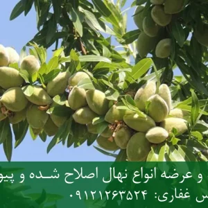 نهال بادام آذر پایه رویشی + مناسب احداث باغ تجاری
