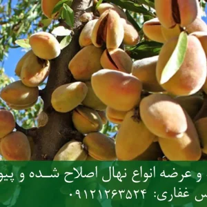 نهال بادام آذر پایه میروبالان + نهال اصلاح شده و شناسنامه دار