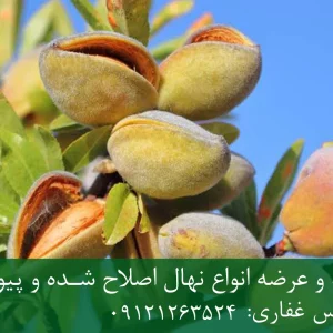 نهال بادام اسکندر پایه جی اف + نهال اصلاح شده و شناسنامه دار