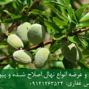 نهال بادام اسکندر پایه جی ان + نهال اصلاح شده و شناسنامه دار
