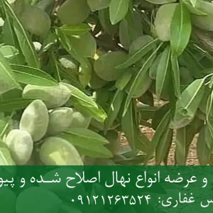 نهال بادام اسکندر پایه رویشی + نهال اصلاح‌شده و شناسنامه‌دار