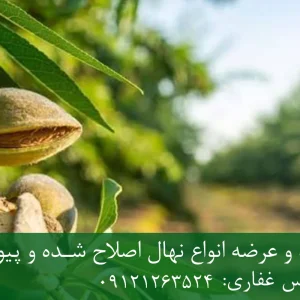 نهال بادام اسکندر پایه میروبالان + مناسب احداث باغ تجاری