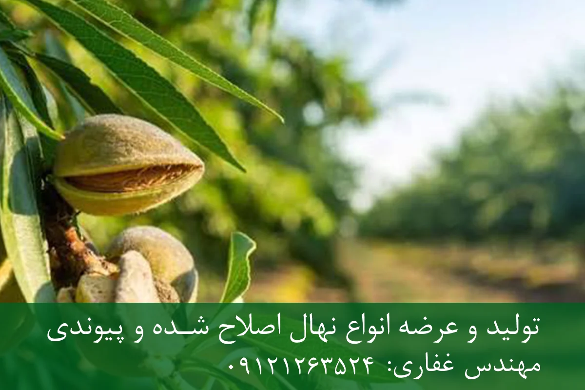 نهال بادام اسکندر پایه میروبالان + مناسب احداث باغ تجاری نهال بادام اسکندر پایه میروبالان + مناسب احداث باغ تجاری