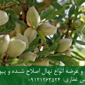 نهال بادام تونو پایه جی اف + نهال اصلاح شده و شناسنامه دار