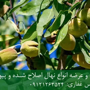 نهال بادام تونو پایه جی ان + مناسب احداث باغ تجاری