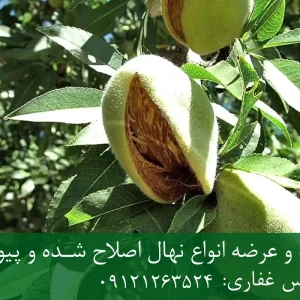 نهال بادام تونو پایه رویشی + مناسب احداث باغ تجاری