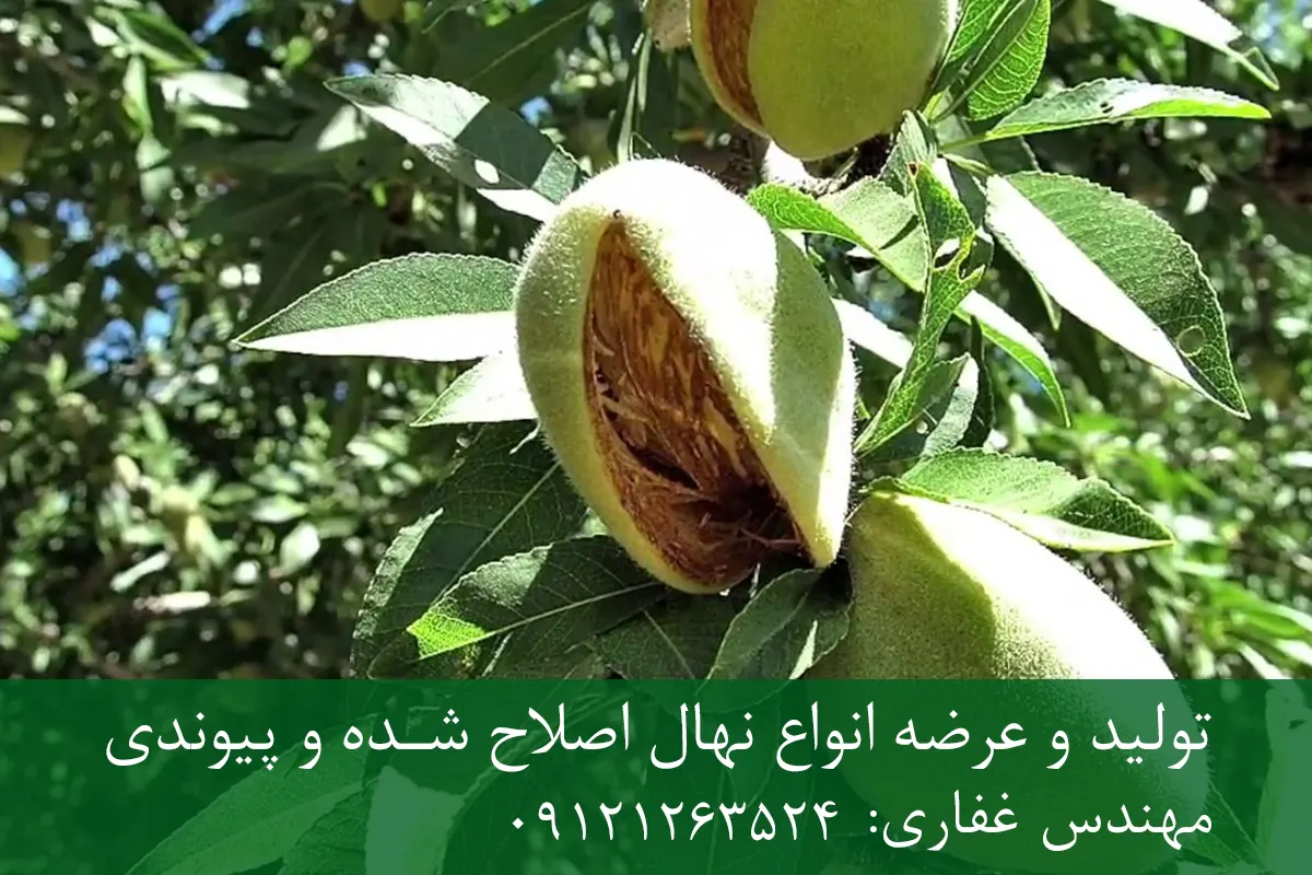 نهال بادام تونو پایه رویشی + مناسب احداث باغ تجاری نهال بادام تونو پایه رویشی + مناسب احداث باغ تجاری