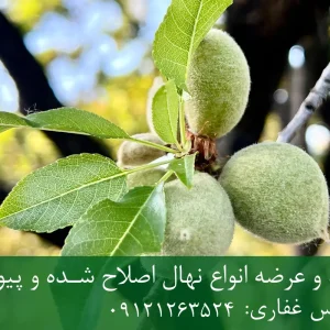 نهال بادام حریر پایه جی اف + نهال اصلاح شده و شناسنامه دار
