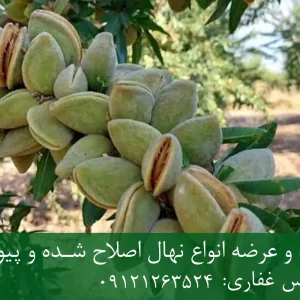 نهال بادام حریر پایه رویشی + نهال اصلاح‌شده و شناسنامه‌دار