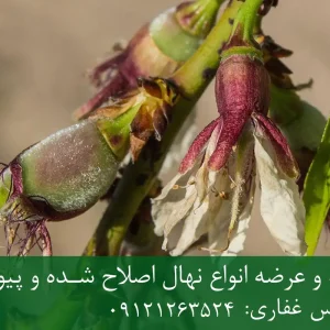 نهال بادام حریر پایه میروبالان + مناسب احداث باغ تجاری