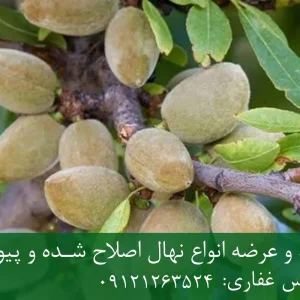 نهال بادام دیرگل پایه جی اف + نهال اصلاح شده و شناسنامه دار