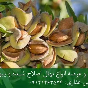 نهال بادام دیرگل پایه جی ان + نهال اصلاح شده و شناسنامه دار