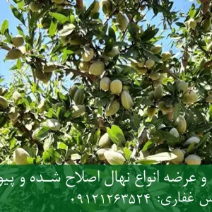 نهال بادام دیرگل پایه رویشی + مناسب مناطق سردسیر