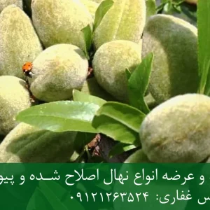 نهال بادام دیرگل پایه میروبالان + مناسب احداث باغ تجاری