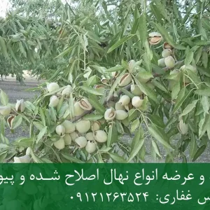 نهال بادام رامسکا پایه رویشی + مناسب احداث باغ تجاری