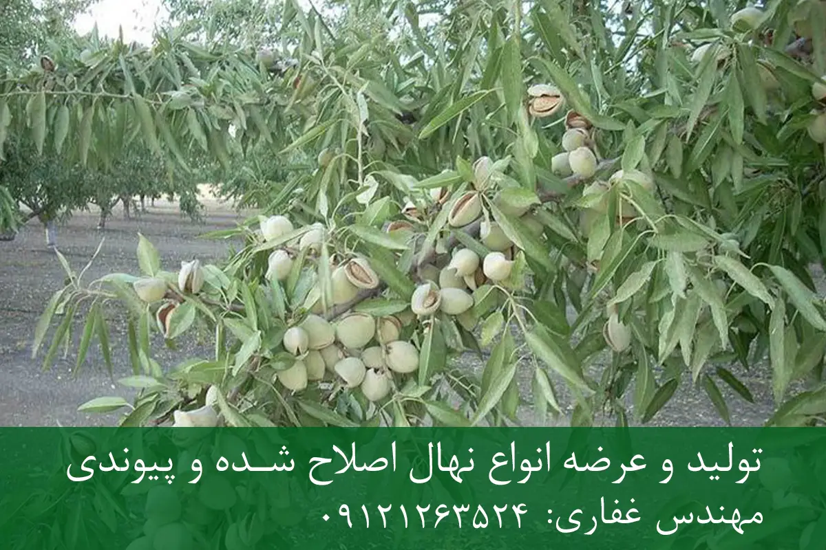 نهال بادام رامسکا پایه رویشی + مناسب احداث باغ تجاری نهال بادام رامسکا پایه رویشی + مناسب احداث باغ تجاری