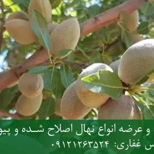 نهال بادام رامسکا پایه میروبالان + نهال اصلاح شده و شناسنامه دار