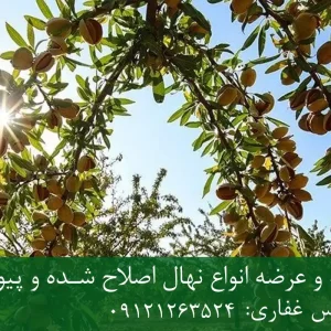 نهال بادام سهند پایه جی ان + مناسب احداث باغ تجاری