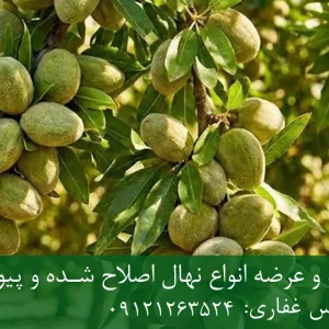 نهال بادام سهند پایه رویشی + نهال اصلاح‌شده و شناسنامه‌دار