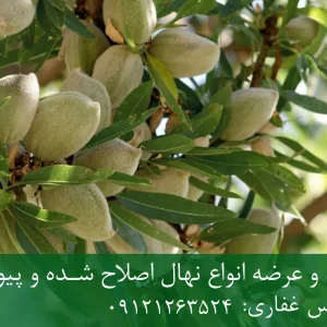 نهال بادام سهند پایه میروبالان + نهال اصلاح شده و شناسنامه دار
