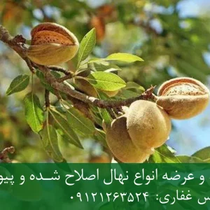 نهال بادام شمشیری پایه جی اف + مناسب احداث باغ تجاری