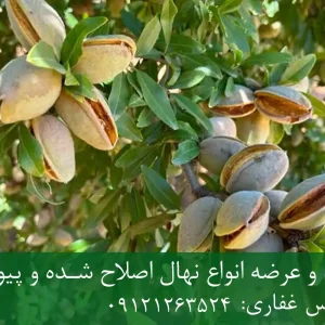 نهال بادام شمشیری پایه جی ان + مناسب احداث باغ تجاری