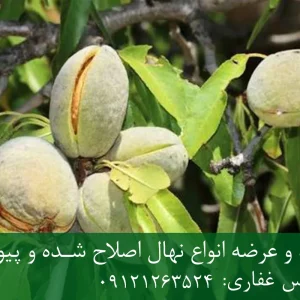 نهال بادام شمشیری پایه میروبالان + مناسب احداث باغ تجاری