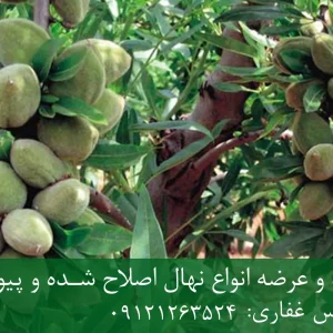 نهال بادام شکوفه پایه جی اف + نهال اصلاح شده و شناسنامه دار