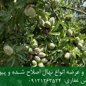 نهال بادام شکوفه پایه جی ان + مناسب احداث باغ تجاری
