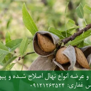 نهال بادام شکوفه پایه رویشی + ریشه قوی، باردهی بالا و کیفیت ممتاز