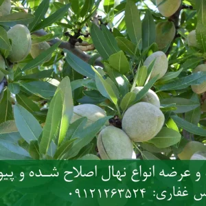 نهال بادام شکوفه پایه میروبالان + مناسب احداث باغ تجاری