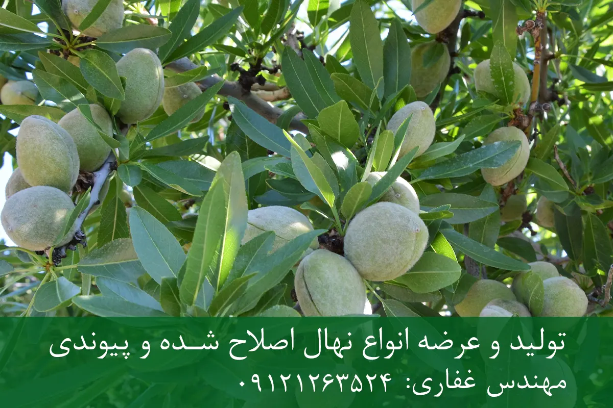 نهال بادام شکوفه پایه میروبالان + مناسب احداث باغ تجاری نهال بادام شکوفه پایه میروبالان + مناسب احداث باغ تجاری