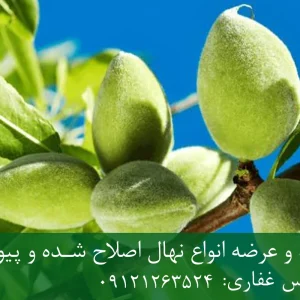 نهال بادام فرانیس پایه جی اف + نهال اصلاح شده و شناسنامه دار