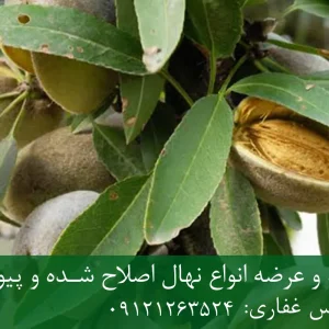 نهال بادام فرانیس پایه رویشی + مناسب احداث باغ تجاری