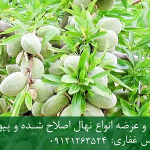 نهال بادام فرانیس پایه میروبالان + نهال اصلاح شده و شناسنامه دار
