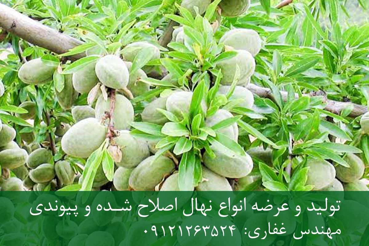 نهال بادام فرانیس پایه میروبالان + نهال اصلاح شده و شناسنامه دار نهال بادام فرانیس پایه میروبالان + نهال اصلاح شده و شناسنامه دار