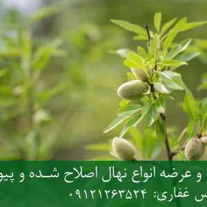 نهال بادام مامایی پایه جی اف + مناسب احداث باغ تجاری