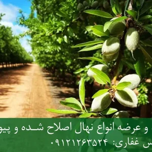 نهال بادام مامایی پایه جی ان + مناسب احداث باغ تجاری
