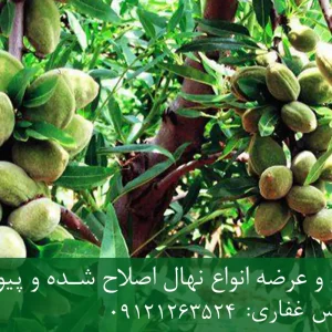 نهال بادام مامایی پایه میروبالان + مناسب احداث باغ تجاری