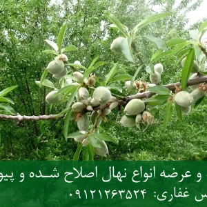 نهال بادام میروبالان پایه رویشی + نهال اصلاح‌شده و شناسنامه‌دار