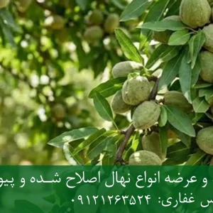 نهال بادام کاغذی پایه جی اف + مناسب احداث باغ تجاری