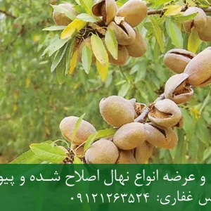 نهال بادام کاغذی پایه جی ان + نهال اصلاح شده و شناسنامه دار